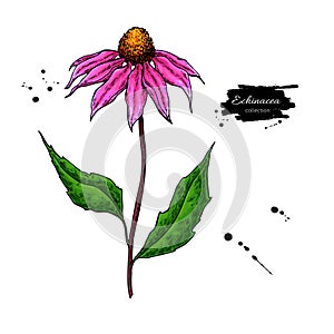 Echinacea vector drawing. Isolated purpurea flower and leaves. Herbal artistic style illustration. photo