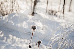 Echinacea in the winter, a plant covered with snow