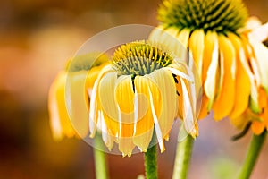 Echinacea yellow flowers blooming. Echinacea used in alternative medicine a an immun sytem booster.