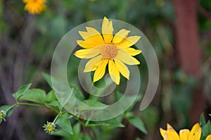 Echinacea yellow paradoxa