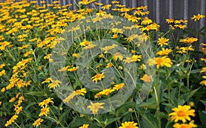 Echinacea yellow paradoxa