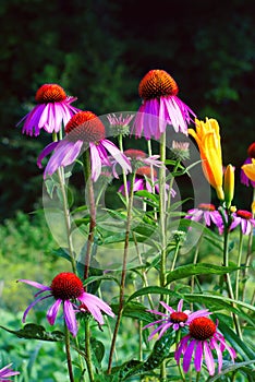 Echinacea â€“a genus, or group of herbaceous flowering plants in the daisy family