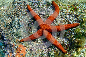 Echinaster sepositus - Red sea star, underwater image into the Mediterranean sea