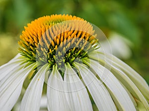 Echinea flower green background