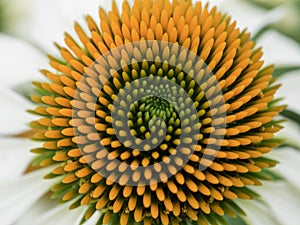 Echinea white blooming flower