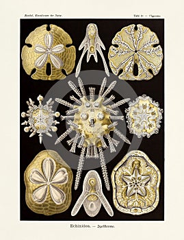 Echinidea. Sea Urchins. Science Art