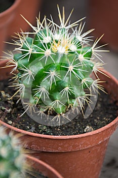 Echinocactus. Cactus spiny close-up. A brown pot.