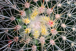 Echinocactus detailed closeup background