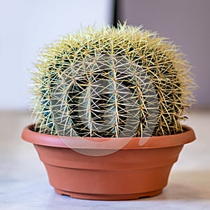 Echinocactus is a genus of cacti in the pot