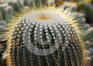 Echinocactus is a genus of cacti in the subfamily Cactoideae.