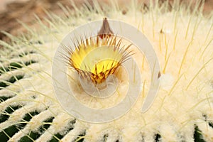 Echinocactus grusonii