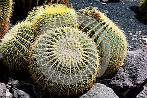 Echinocactus grusonii, ball or sphere shaped cactus with a yellow flower