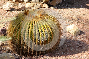 Echinocactus grusonii, barrel cactus, golden barrel cactus