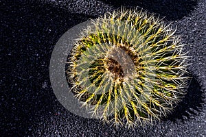 Echinocactus grusonii, barrel cactus, Lanzarote