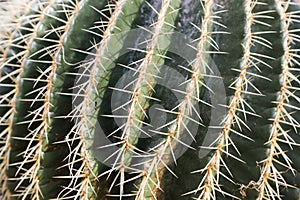 Echinocactus grusonii cactus