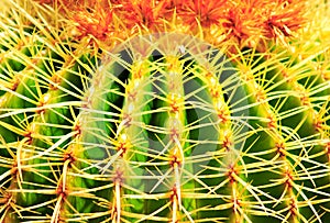 Echinocactus grusonii, Cactus, Cactaceae, Gran Canaria, Canary Islands, Spain