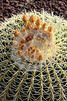 Echinocactus grusonii Cactus photo