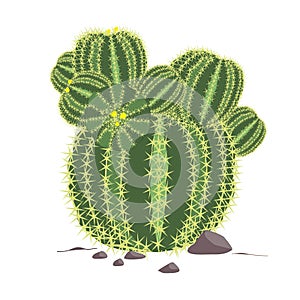 Echinocactus grusonii . Cactus illustration