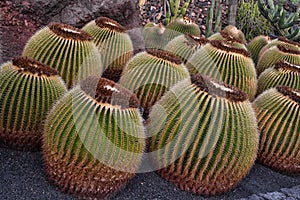 Echinocactus grusonii cactus plants