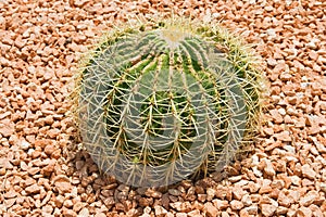 Echinocactus grusonii, cactus photo