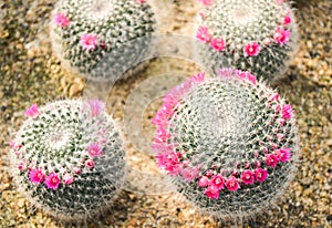 Echinocactus grusonii