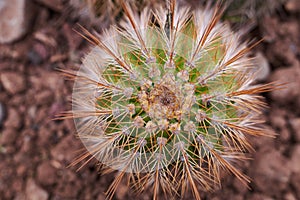 Echinocactus Grusonii, golden barrel cactus