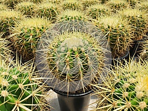 Echinocactus Grusonii or Golden Barrel cactus is native to Mexico.