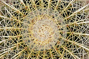 Echinocactus grusonii or Golden barrel cactus top angle view