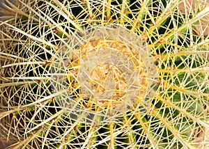 Echinocactus grusonii golden barrel cactus top view closeup