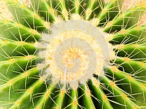 Echinocactus grusonii Hildm.