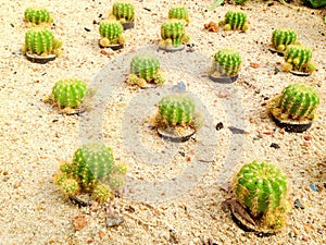 Echinocactus grusonii Hildm.