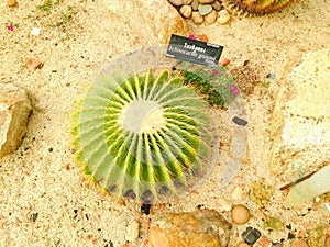 Echinocactus grusonii Hildm.