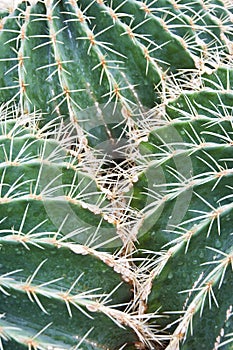 Echinocactus Grusonii Hildm. cactus.