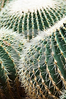 Echinocactus Grusonii Hildm. cactus.