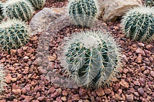 Echinocactus grusonii hildm