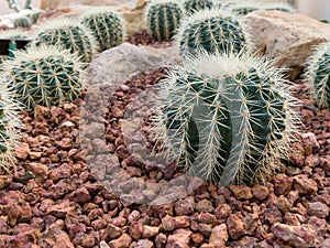 Echinocactus grusonii hildm