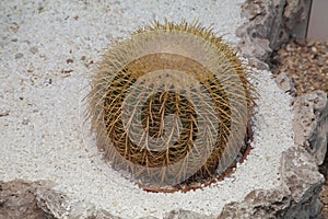 Echinocactus grusonii Hildm (Golden Barrel Cactus, Golden Ball, Mather-in-Law's Cushion)