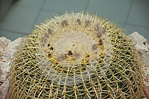 Echinocactus grusonii Hildm (Golden Barrel Cactus, Golden Ball, Mather-in-Law's Cushion)