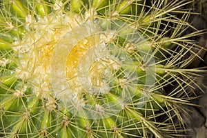 Echinocactus grusonii known as golden barrel cactus