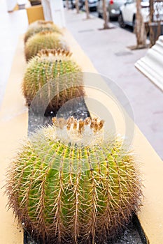 Echinocactus grusonii known as the golden barrel cactus, golden ball or mother-in-law`s cushion