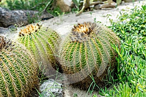 Echinocactus Grusonii Plant in Summer on Blurred Background photo