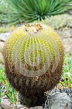 Echinocactus Grusonii Plant in Summer on Blurred Background photo