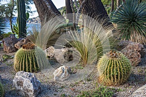 Echinocactus grusonii, popularly known as the golden barrel cactus