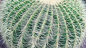 Echinocactus grusonii, popularly known as the golden barrel cactus