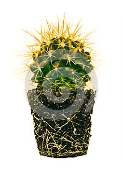 Echinocactus Grusonii, root system