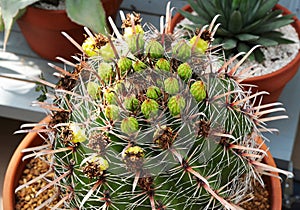 Echinocactus grusonii variety of cactus plant