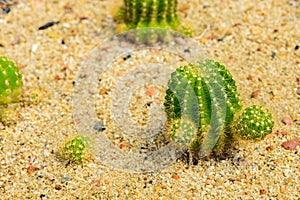 Echinocactus grusonii or well know in Golden Barrel Cactus, Golden Ball