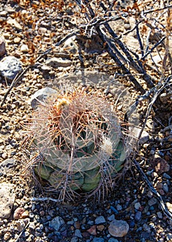 Echinocactus horizonthalonius, Turk`s head cactus in the Texas Desert photo