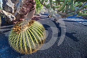 Echinocactus in Jardin de Cactus, Lanzarote, Canary Islands, Sp