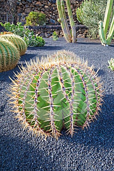 Echinocactus in Jardin de Cactus, Lanzarote, Canary Islands, Sp